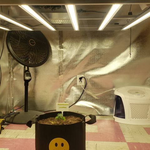 SLOAN LED 480w 4,000k(OG's Kush #2)(Fem) growlog timeline photo