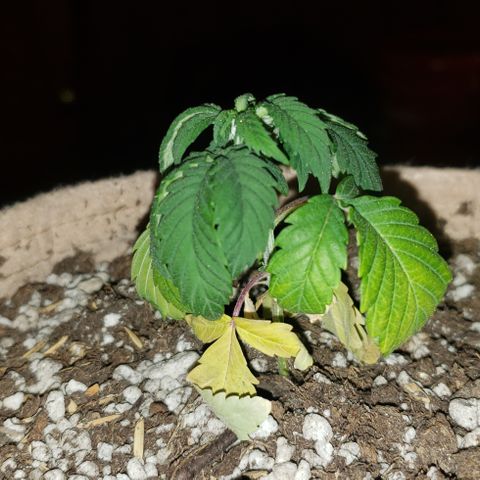 SLOAN LED 480w 4,000k(OG's Kush #2)(Fem) growlog timeline photo