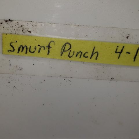 Smurf Punch F1 #4 (Female) growlog timeline photo