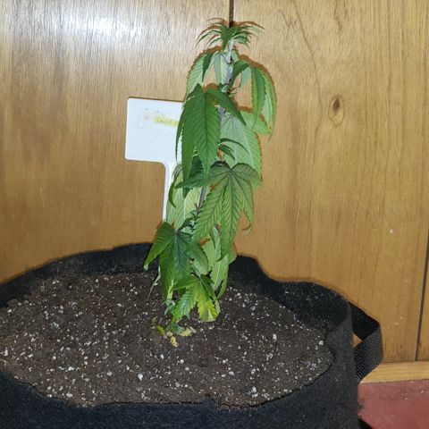 Smurf Punch F1 #4 (Female) growlog timeline photo