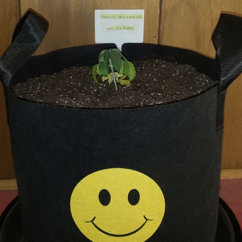 SLOAN LED 480w 4,000k(OG's Kush #2)(Fem) growlog timeline photo
