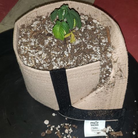 SLOAN LED 480w 4,000k(OG's Kush #2)(Fem) growlog timeline photo