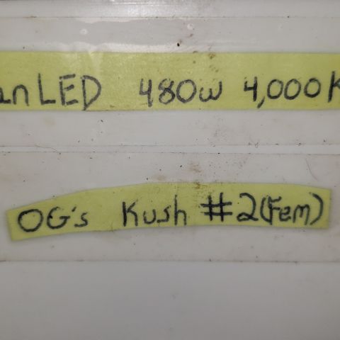 SLOAN LED 480w 4,000k(OG's Kush #2)(Fem) growlog timeline photo