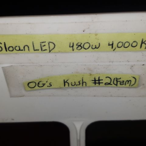 SLOAN LED 480w 4,000k(OG's Kush #2)(Fem) growlog timeline photo