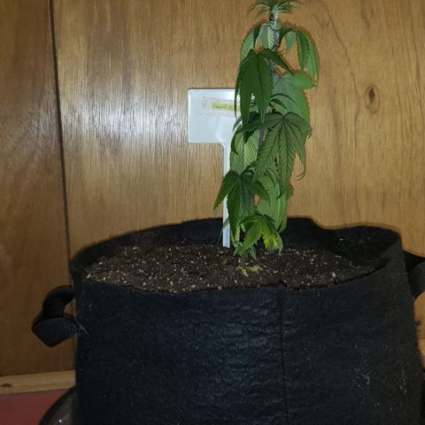 Smurf Punch F1 #4 (Female) growlog timeline photo