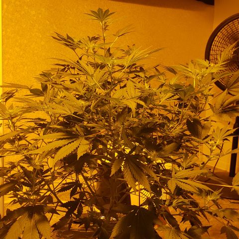 Tutankhamon #5-7 growlog timeline photo