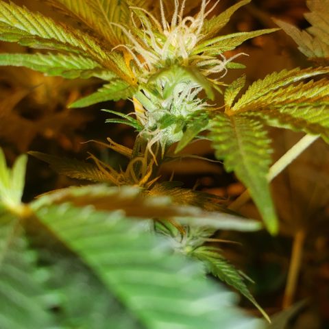 Tutankhamon #5-7 growlog timeline photo