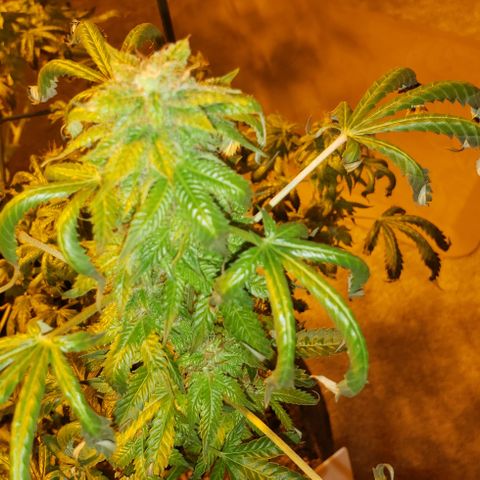 King Tut #5 (Fem)(momma) growlog timeline photo