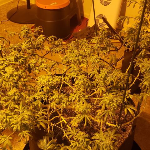 King Tut #5 (Fem)(momma) growlog timeline photo