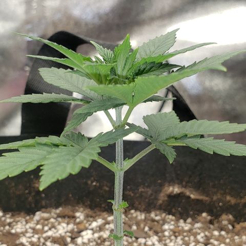 SLOAN LED 480w 4,000k(OG's Kush #2)(Fem) growlog timeline photo