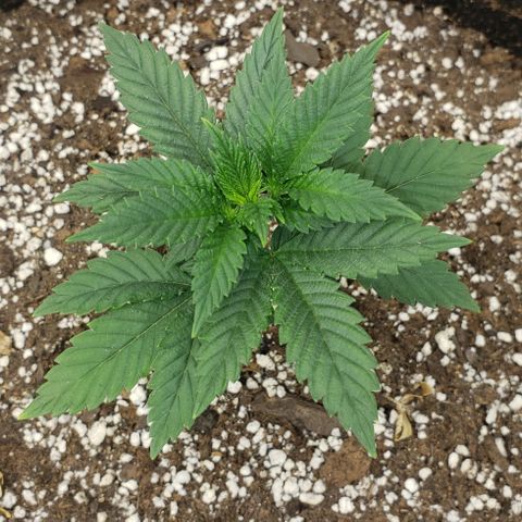 SLOAN LED 480w 4,000k(OG's Kush #2)(Fem) growlog timeline photo