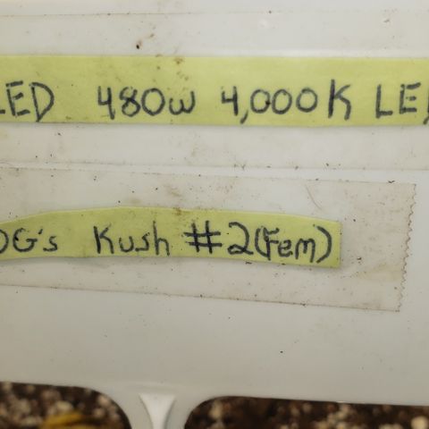 SLOAN LED 480w 4,000k(OG's Kush #2)(Fem) growlog timeline photo