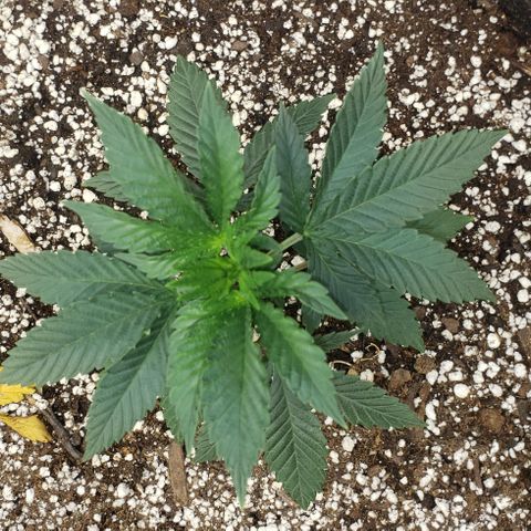 SLOAN LED 480w 4,000k(OG's Kush #2)(Fem) growlog timeline photo
