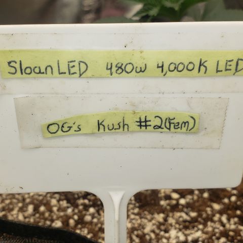 SLOAN LED 480w 4,000k(OG's Kush #2)(Fem) growlog timeline photo