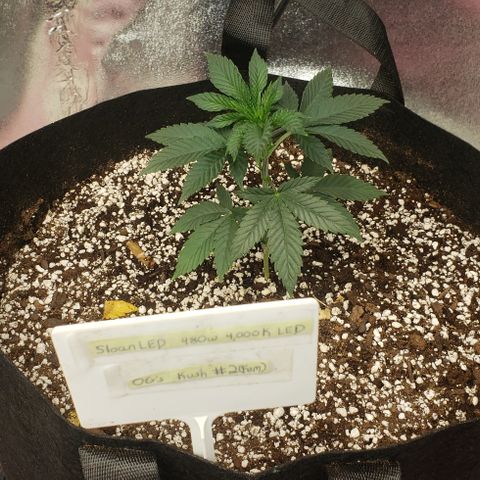 SLOAN LED 480w 4,000k(OG's Kush #2)(Fem) growlog timeline photo