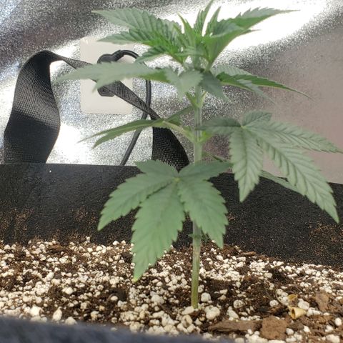 SLOAN LED 480w 4,000k(OG's Kush #2)(Fem) growlog timeline photo