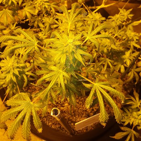 King Tut #5 (Fem)(momma) growlog timeline photo