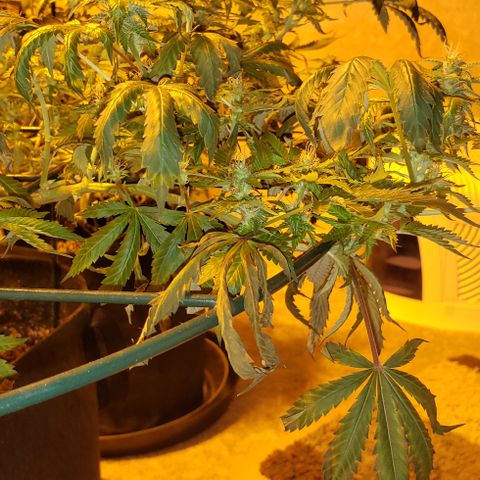 King Tut #5 (Fem)(momma) growlog timeline photo