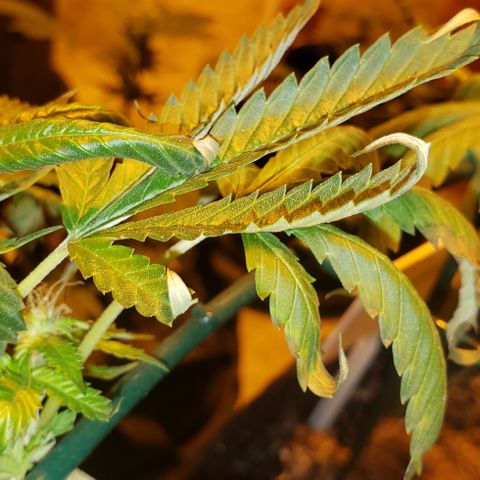 King Tut #5 (Fem)(momma) growlog timeline photo