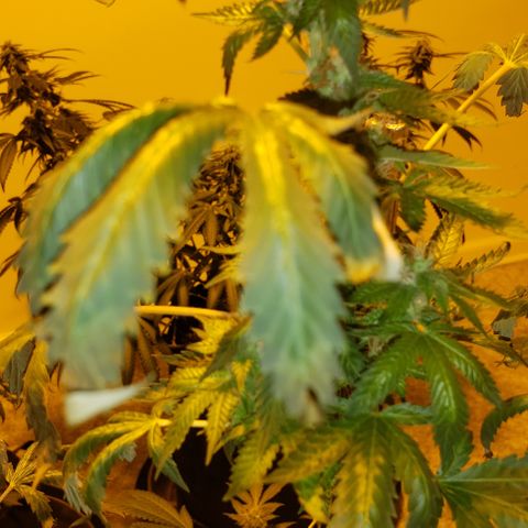 King Tut #5 (Fem)(momma) growlog timeline photo