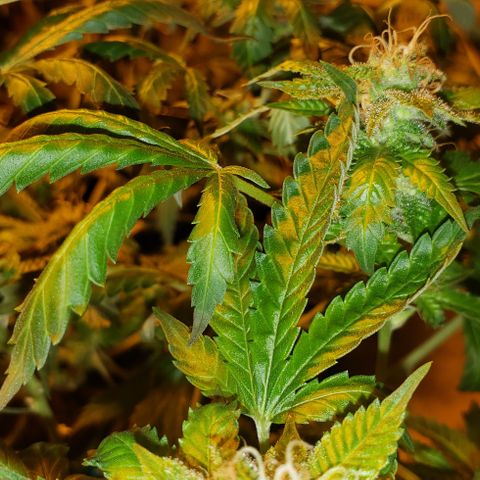 King Tut #5 (Fem)(momma) growlog timeline photo