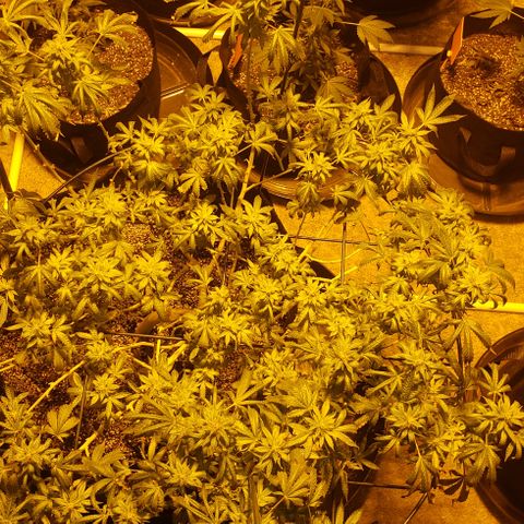 King Tut #5 (Fem)(momma) growlog timeline photo