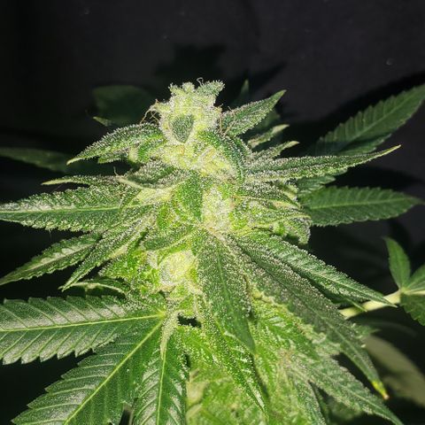 Smurf Punch #3 (Female)(Clone #3) growlog timeline photo