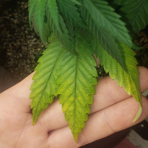 Smurf Punch F1 #4 (Female) growlog timeline photo