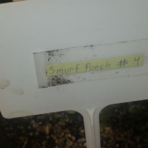 Smurf Punch F1 #4 (Female) growlog timeline photo