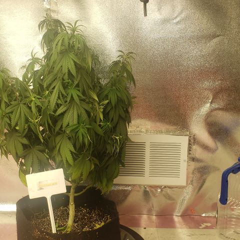 Smurf Punch F1 #4 (Female) growlog timeline photo