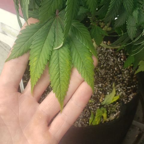 Smurf Punch F1 #4 (Female) growlog timeline photo
