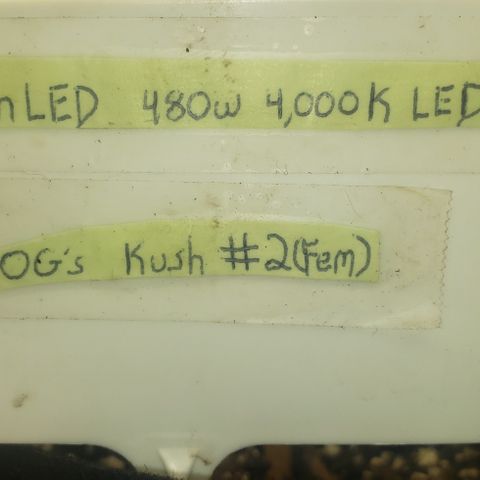 SLOAN LED 480w 4,000k(OG's Kush #2)(Fem) growlog timeline photo