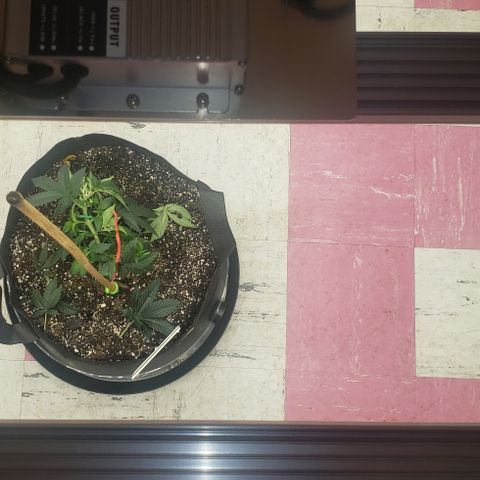 SLOAN LED 480w 4,000k(OG's Kush #2)(Fem) growlog timeline photo