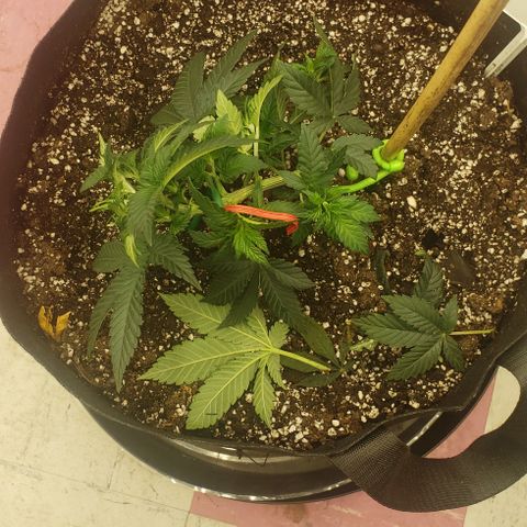 SLOAN LED 480w 4,000k(OG's Kush #2)(Fem) growlog timeline photo