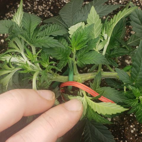 SLOAN LED 480w 4,000k(OG's Kush #2)(Fem) growlog timeline photo