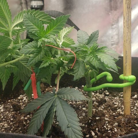 SLOAN LED 480w 4,000k(OG's Kush #2)(Fem) growlog timeline photo