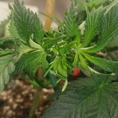 SLOAN LED 480w 4,000k(OG's Kush #2)(Fem) growlog timeline photo