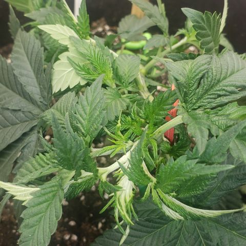 SLOAN LED 480w 4,000k(OG's Kush #2)(Fem) growlog timeline photo