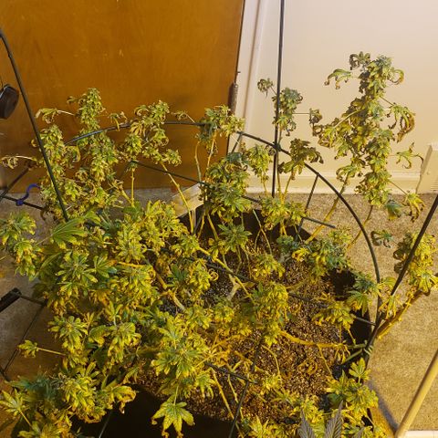 King Tut #5 (Fem)(momma) growlog timeline photo