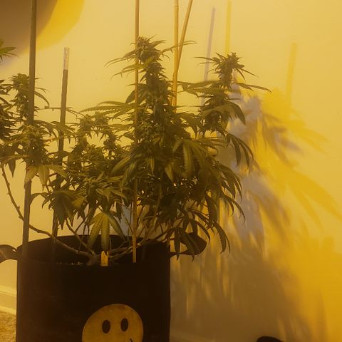 Smurf Punch #3 (Female)(Clone #3) growlog timeline photo