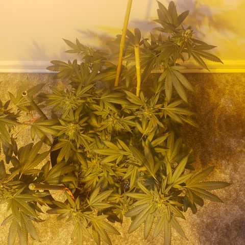 Smurf Punch #3 (Female)(Clone #3) growlog timeline photo