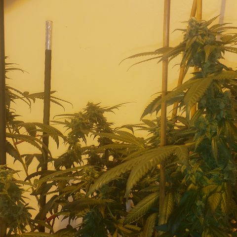 Smurf Punch #3 (Female)(Clone #3) growlog timeline photo