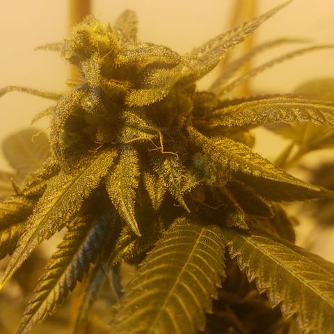 Smurf Punch #3 (Female)(Clone #3) growlog timeline photo