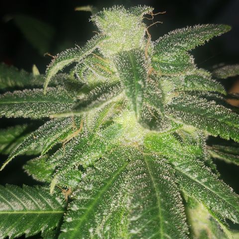 Smurf Punch #3 (Female)(Clone #3) growlog timeline photo