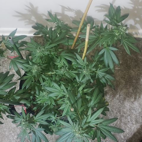 Smurf Punch #3 (Female)(Clone #3) growlog timeline photo