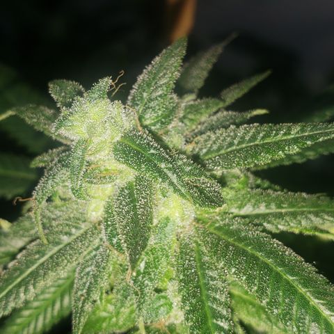 Smurf Punch #3 (Female)(Clone #3) growlog timeline photo