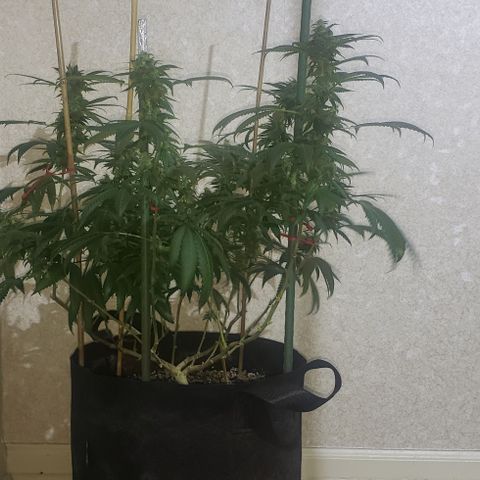 Smurf Punch #3 (Female)(Clone #3) growlog timeline photo