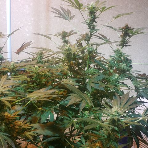 Tutankhamon #5-7 growlog timeline photo