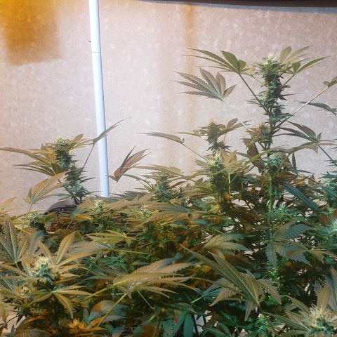 Tutankhamon #5-7 growlog timeline photo