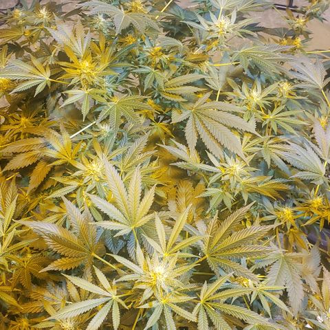 Tutankhamon #5-7 growlog timeline photo